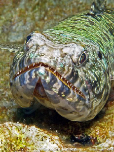 Jawfish
Amazing colour structures (and teeth)
Olympus E... by Christian Nielsen 